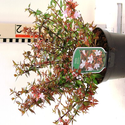 Abelia grandiflora 'Sherwood'